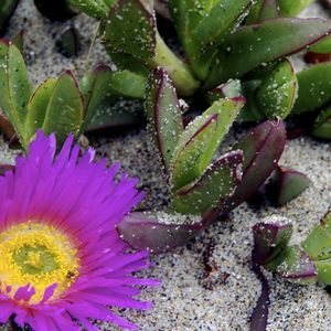 Meet your Posher, Delores